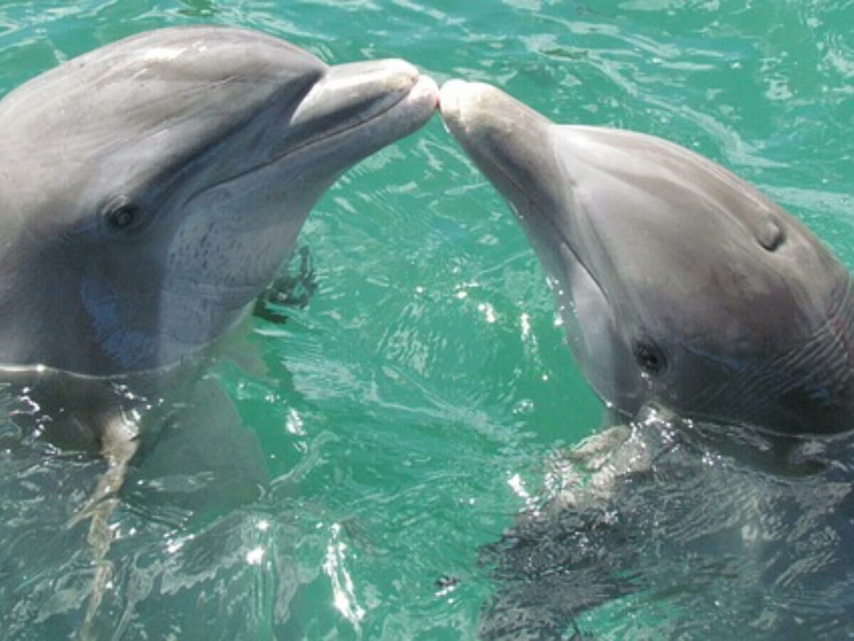 Imagem casal-golfinho